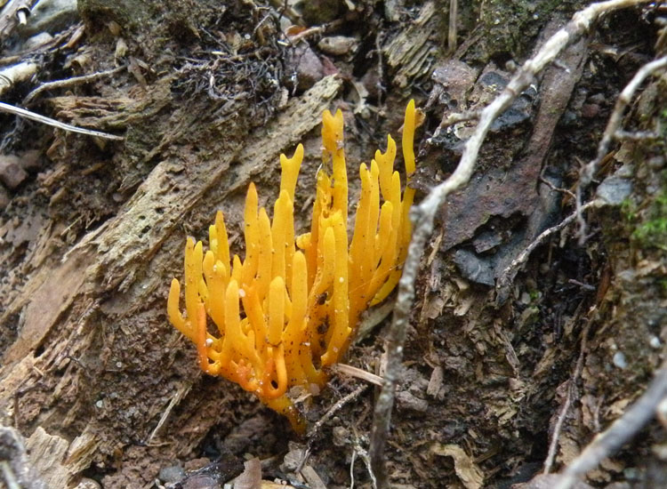Heterobasidiomycetes trentini